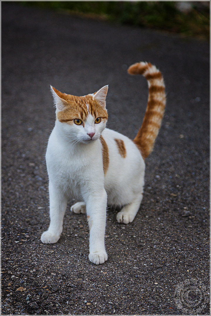 Katze Angespannt.  Was läuft hir?