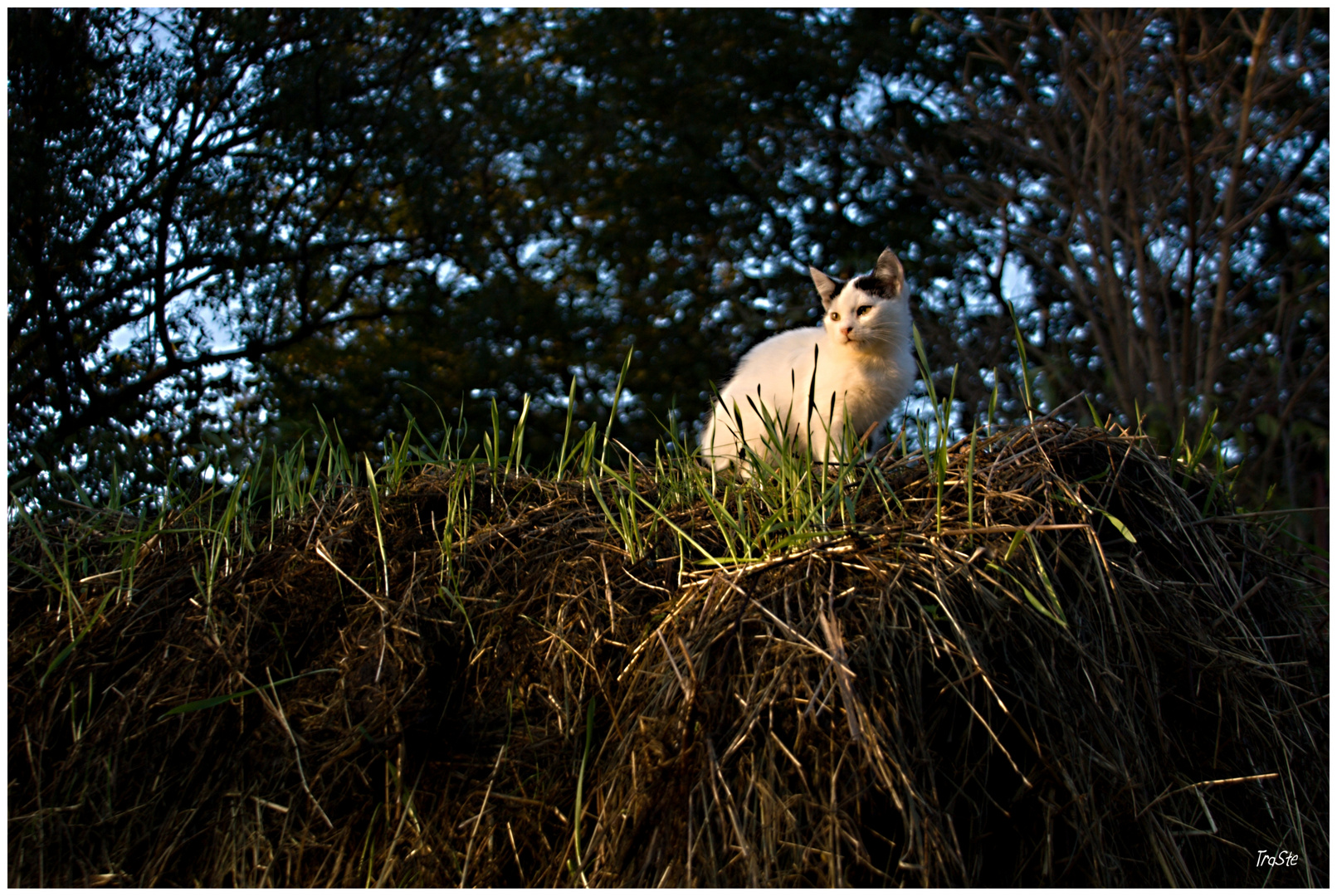 Katze auf altem Heuballen