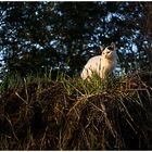 Katze auf altem Heuballen