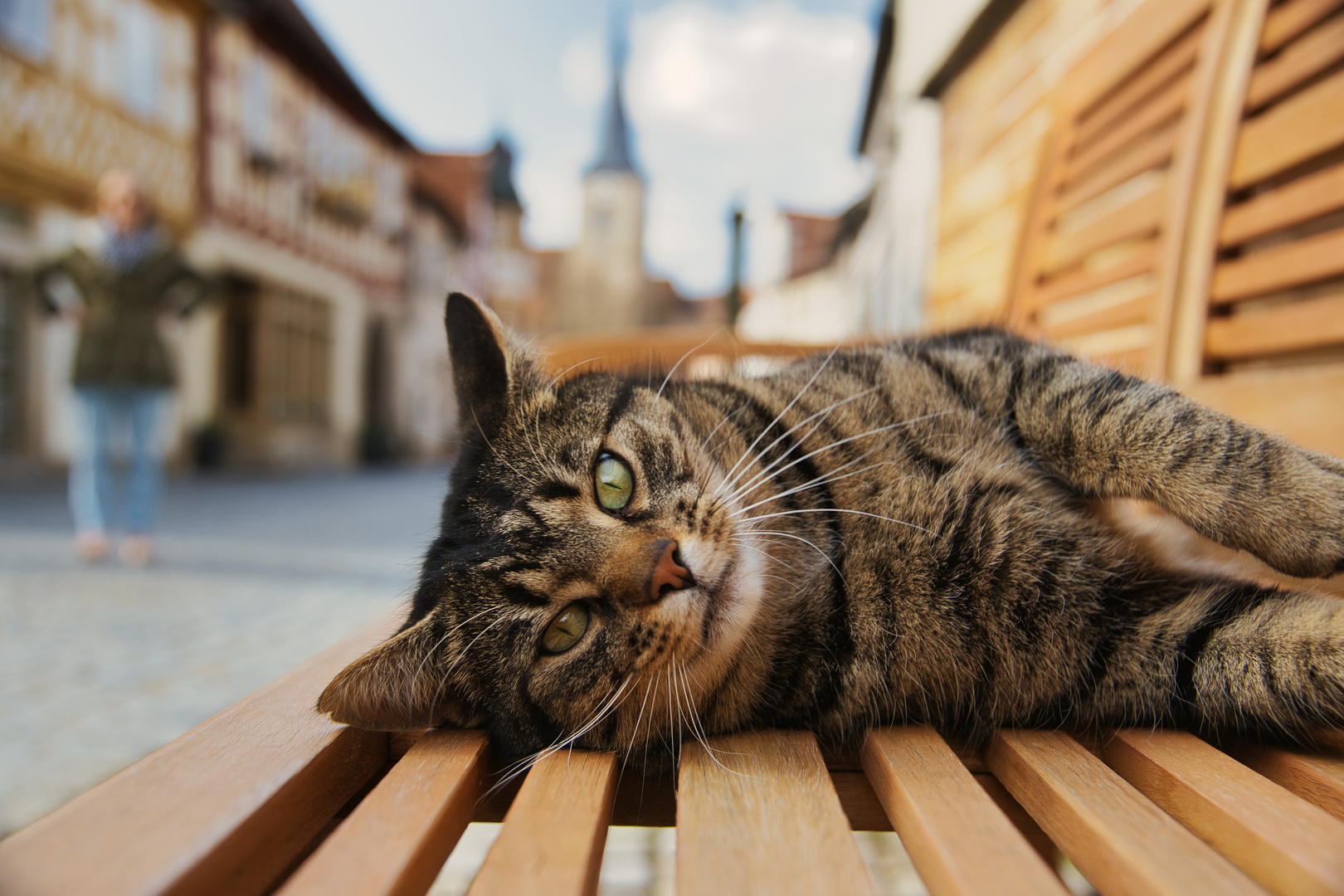 Katze auf Bank