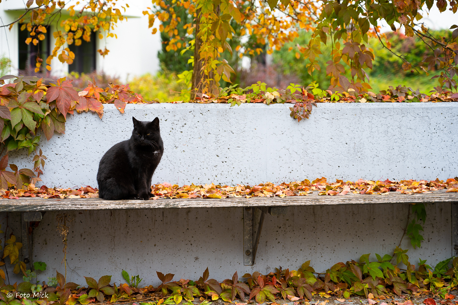 Katze auf Bank im Herbst