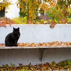 Katze auf Bank im Herbst