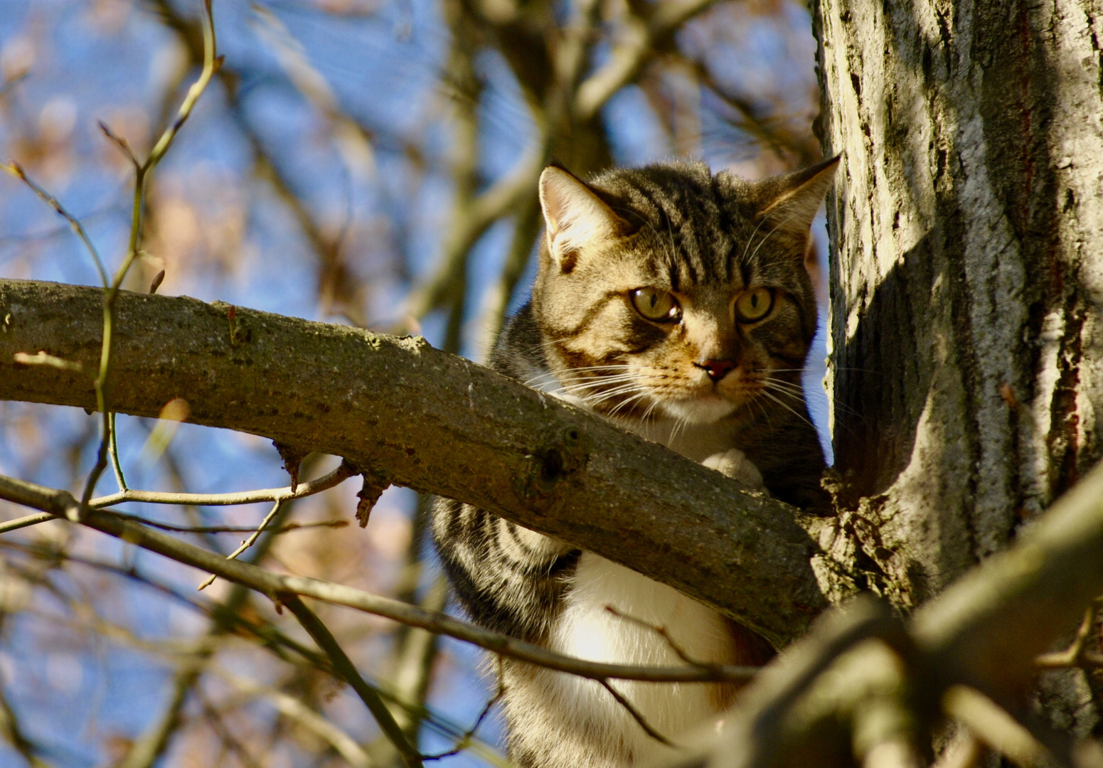 Katze auf Baum 2