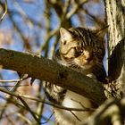 Katze auf Baum 2