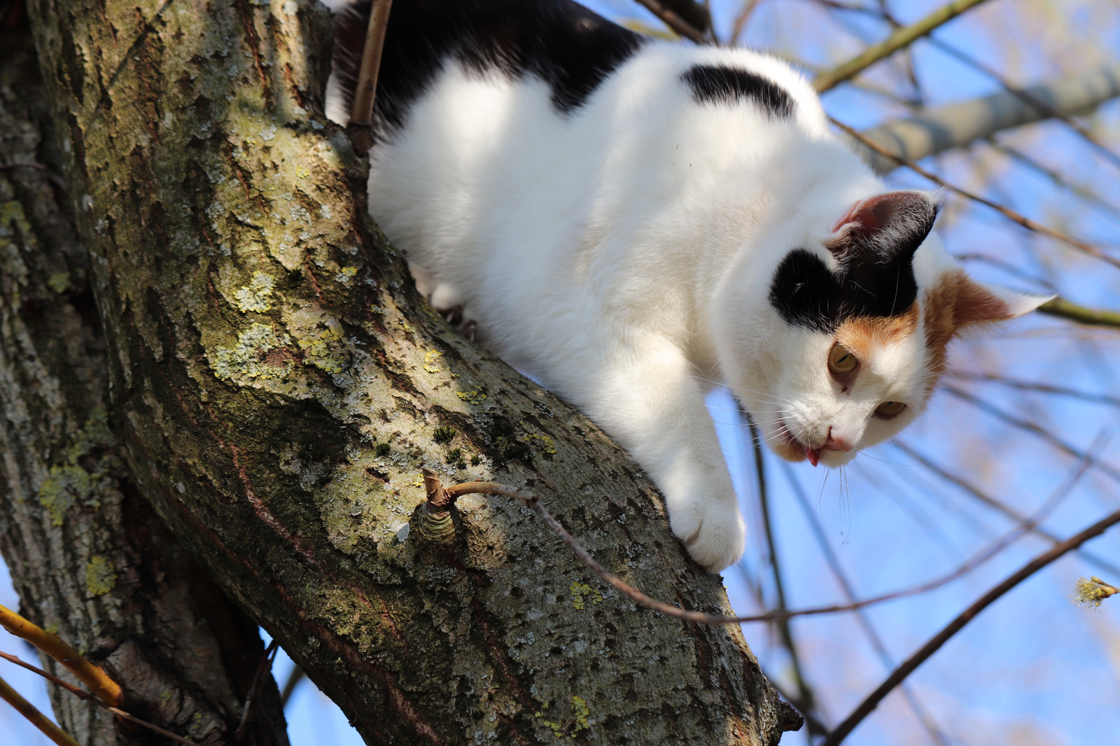 Katze auf Baum