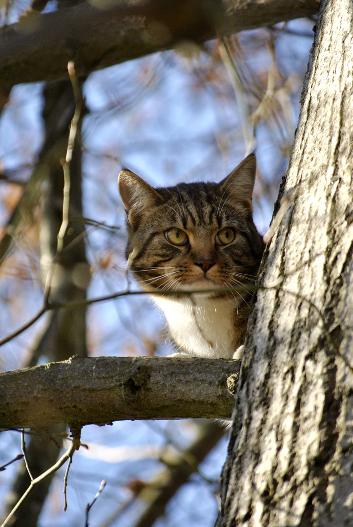 Katze auf Baum