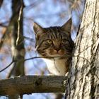 Katze auf Baum