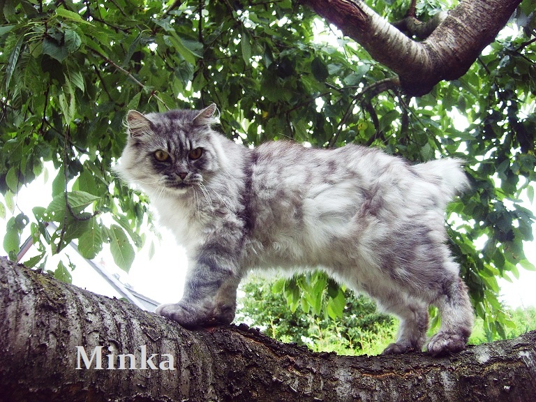 Katze auf Baum