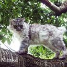 Katze auf Baum