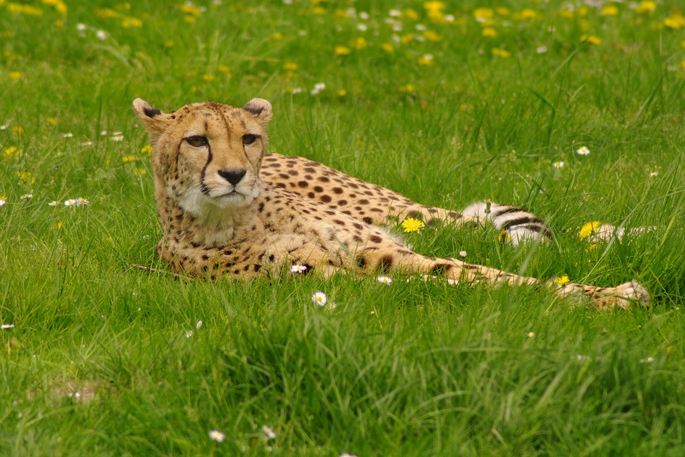 Katze auf Blümchenwiese