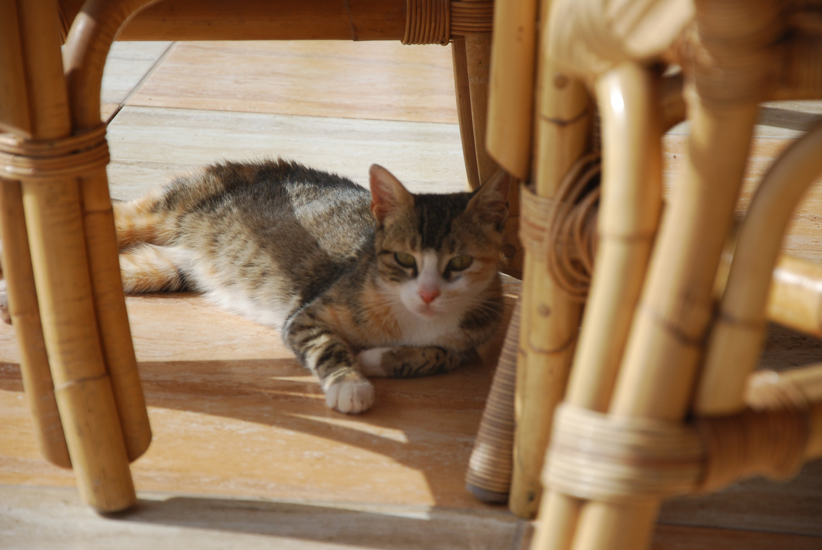 Katze auf Cabo Verde