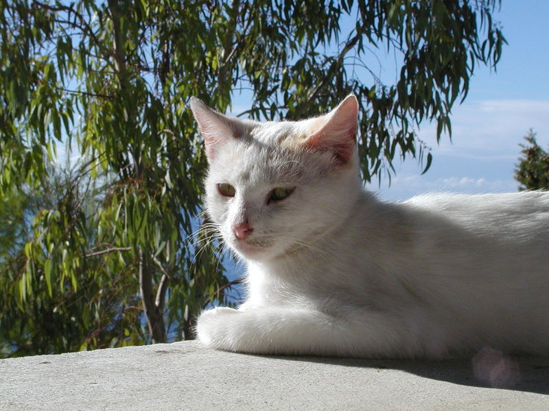 Katze auf Corfu