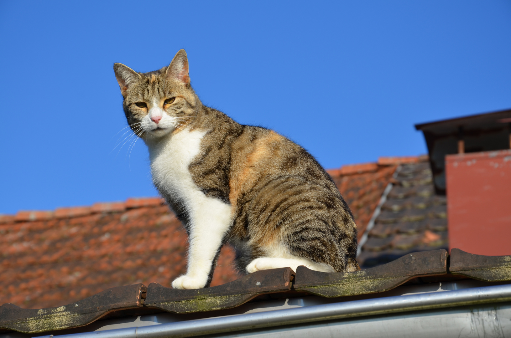 Katze auf Dach