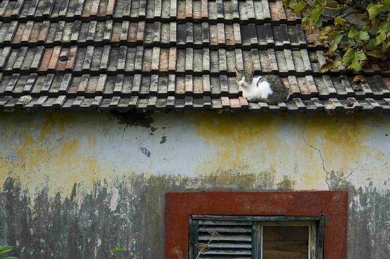 Katze auf Dach