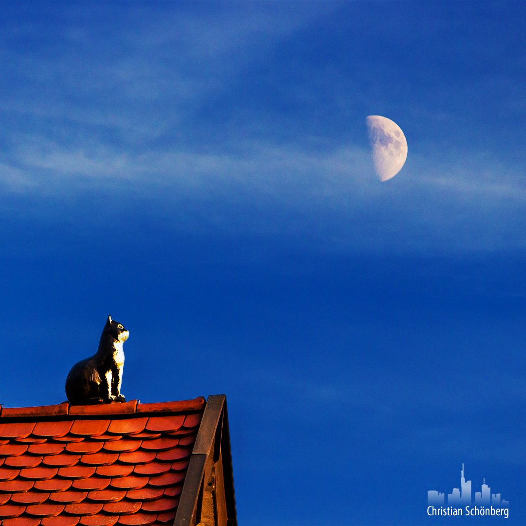 Katze auf Dachfirst blickt zum Mond