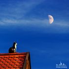 Katze auf Dachfirst blickt zum Mond