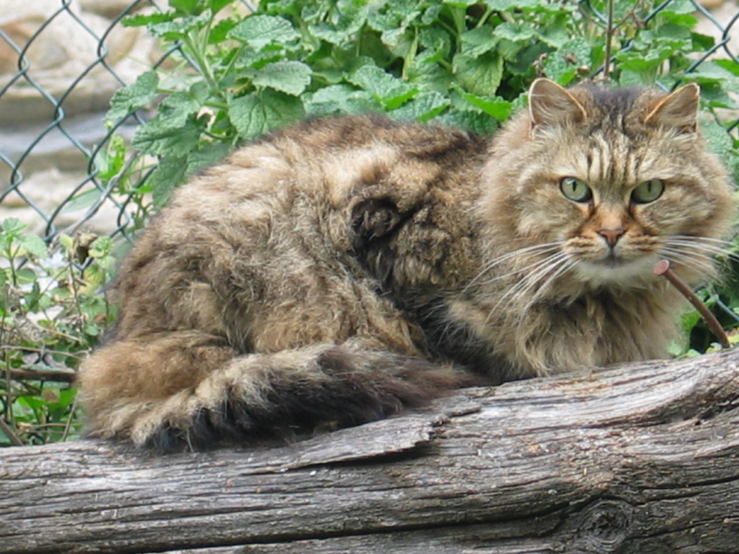 Katze auf dem Ast