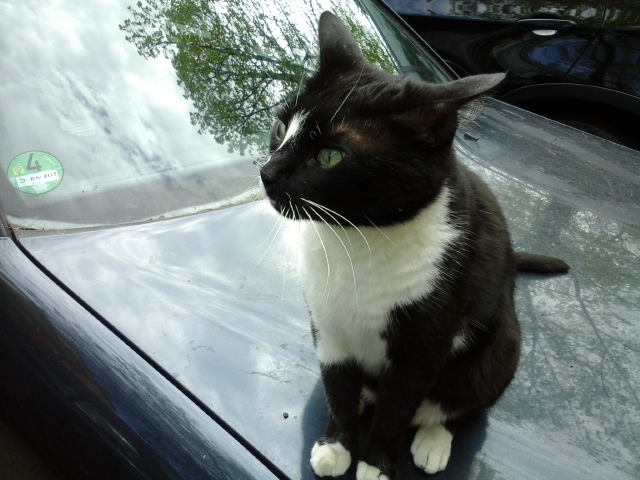 Katze auf dem Auto2