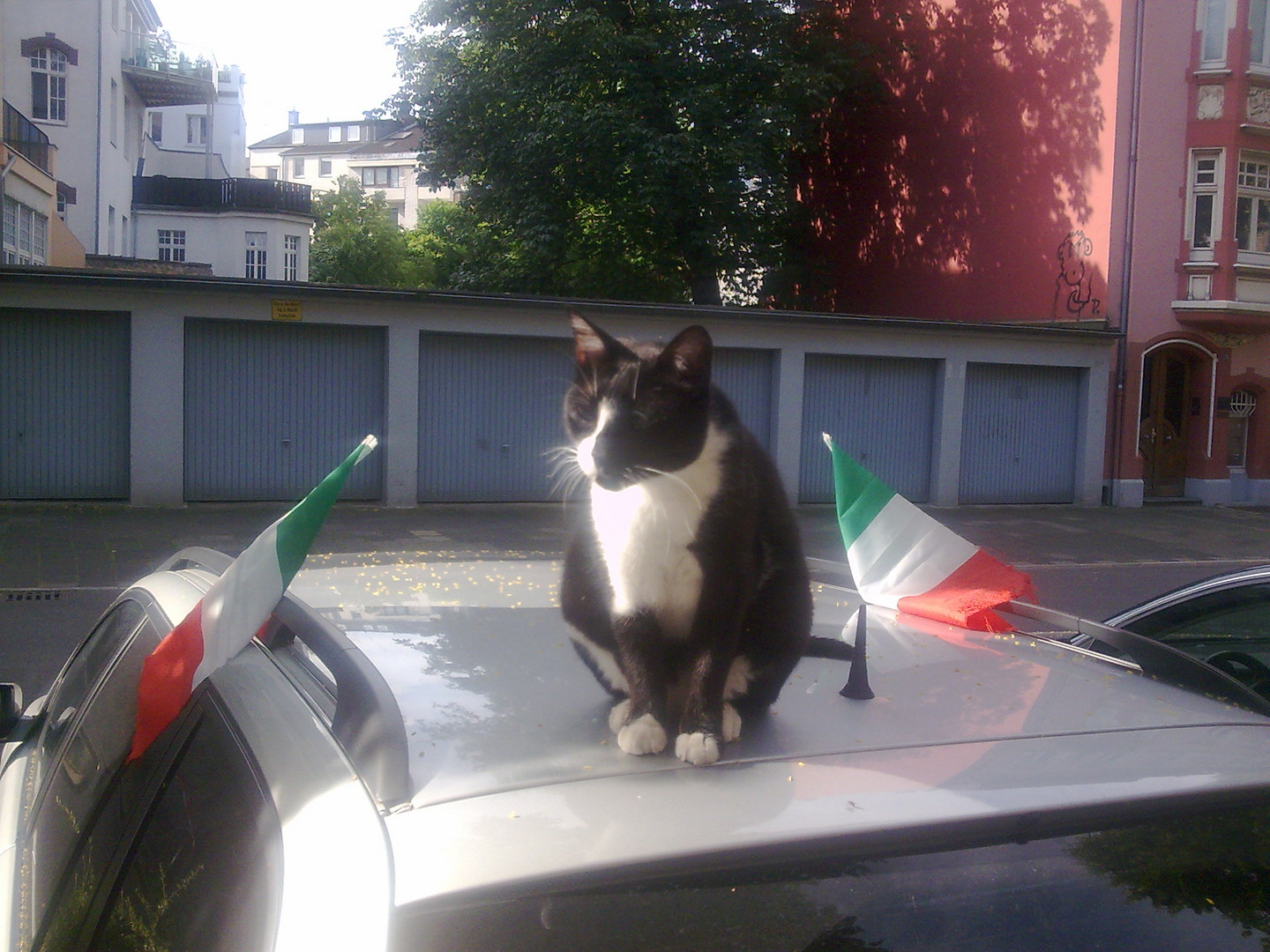 Katze auf dem Autodach