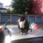 Katze auf dem Autodach