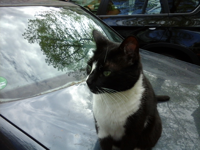 Katze auf dem Autodach3