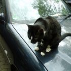 Katze auf dem Autodach4