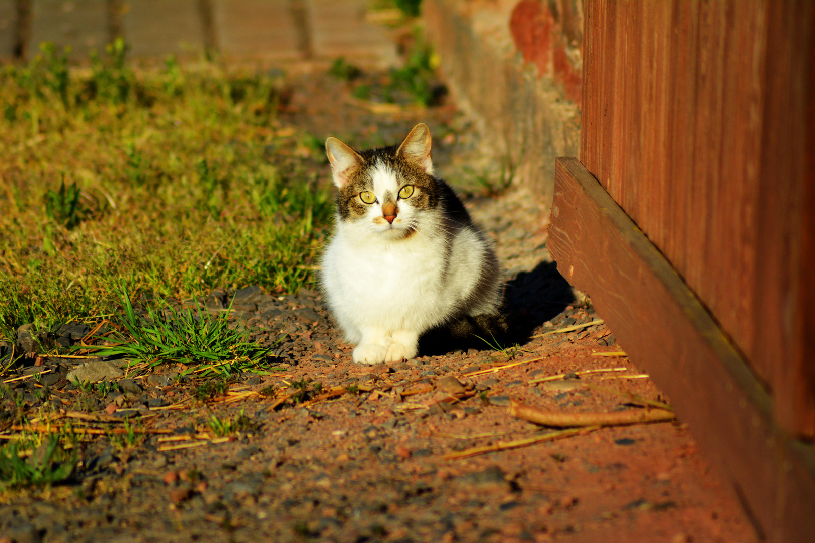 Katze auf dem Bauernhof