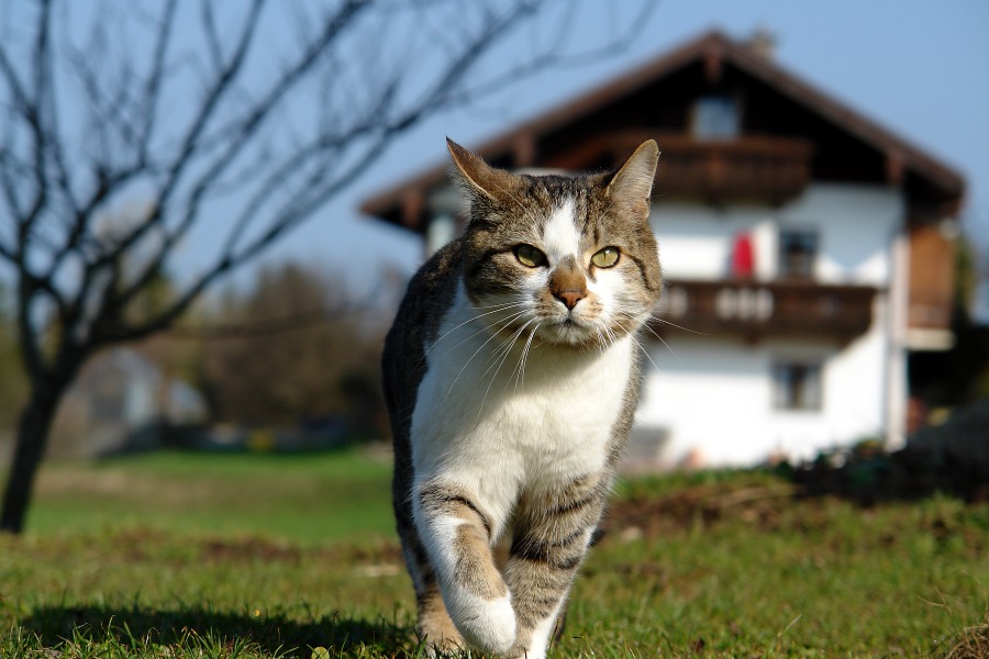 Katze auf dem Bauernhof Foto & Bild | tiere, haustiere, katzen Bilder