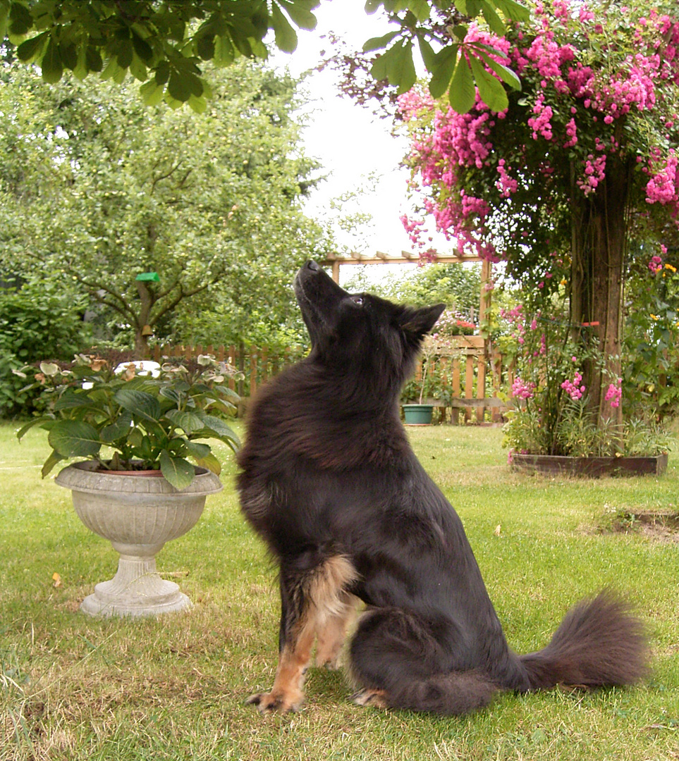 Katze auf dem Baum