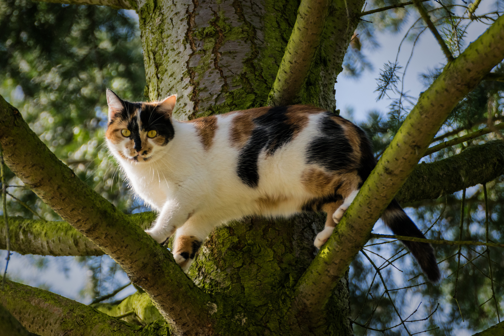 Katze auf dem Baum