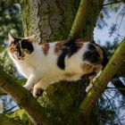 Katze auf dem Baum