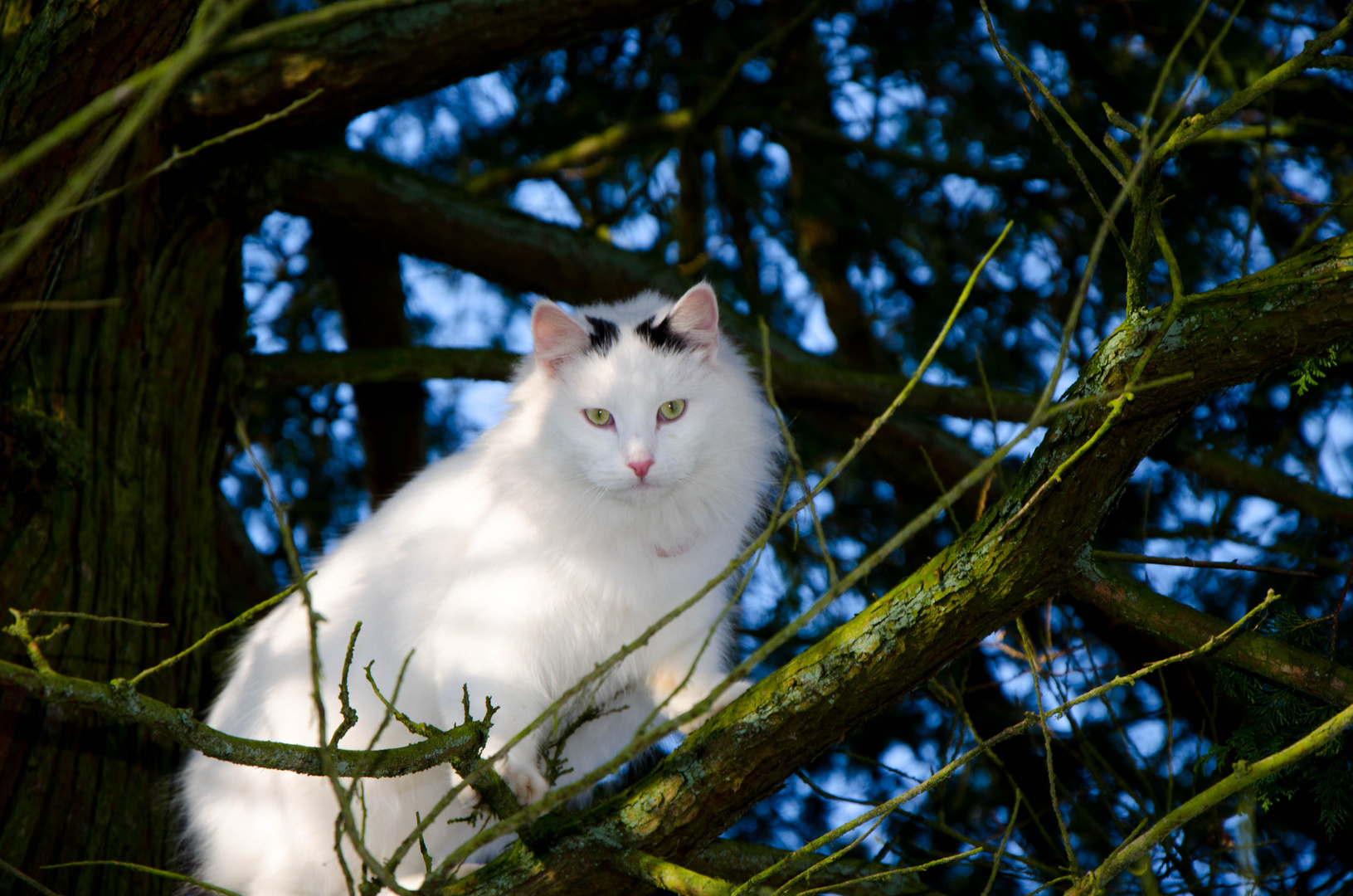 Katze auf dem Baum