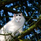 Katze auf dem Baum