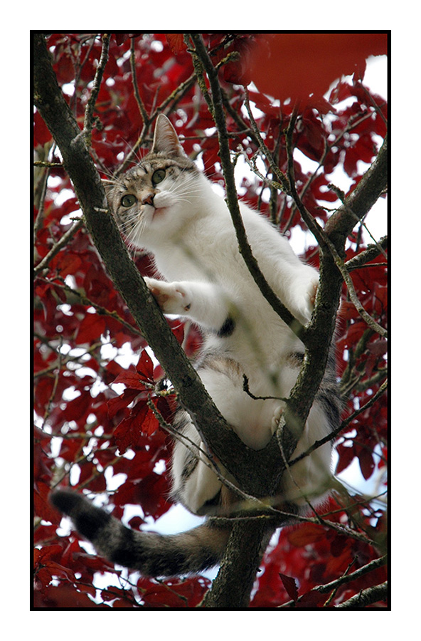 Katze auf dem Baum