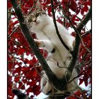 Katze auf dem Baum