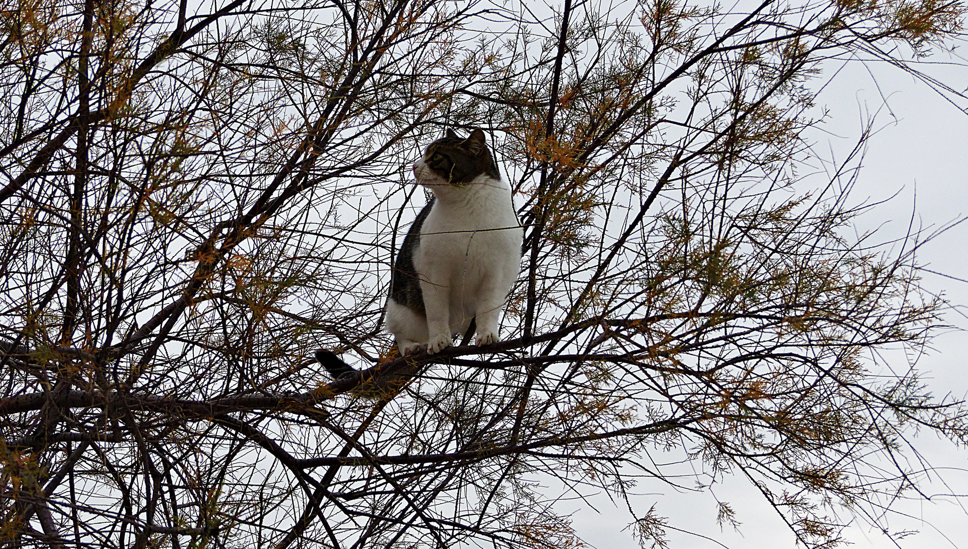 Katze auf dem Baum