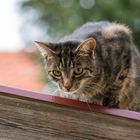 Katze auf dem Blechdach