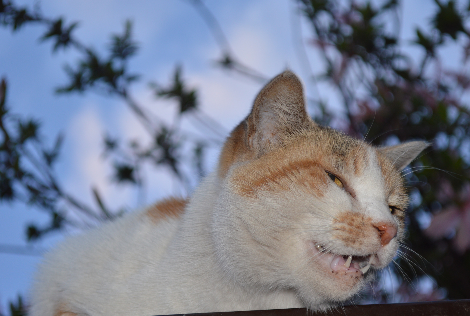 Katze auf dem Blechdach