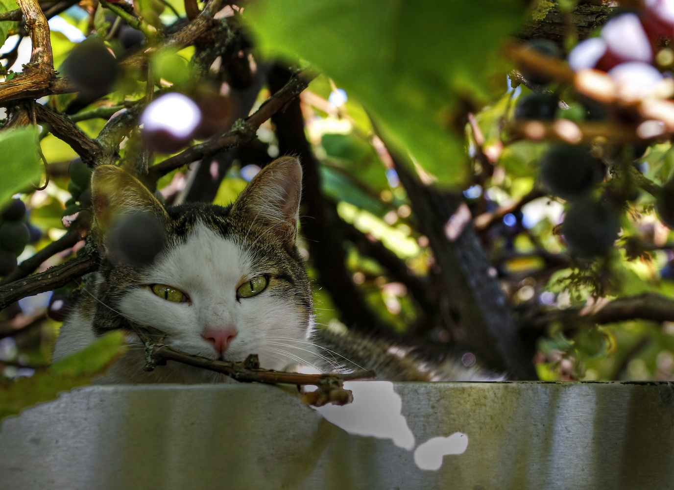 Katze auf dem Blechdach
