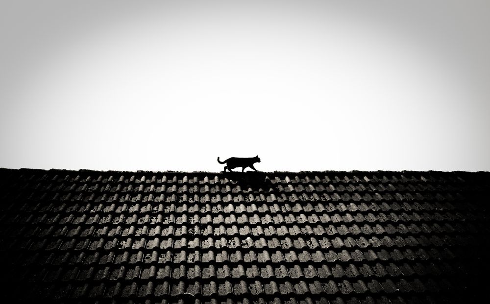 Katze auf dem Dach Foto & Bild tiere, haustiere, katzen Bilder auf