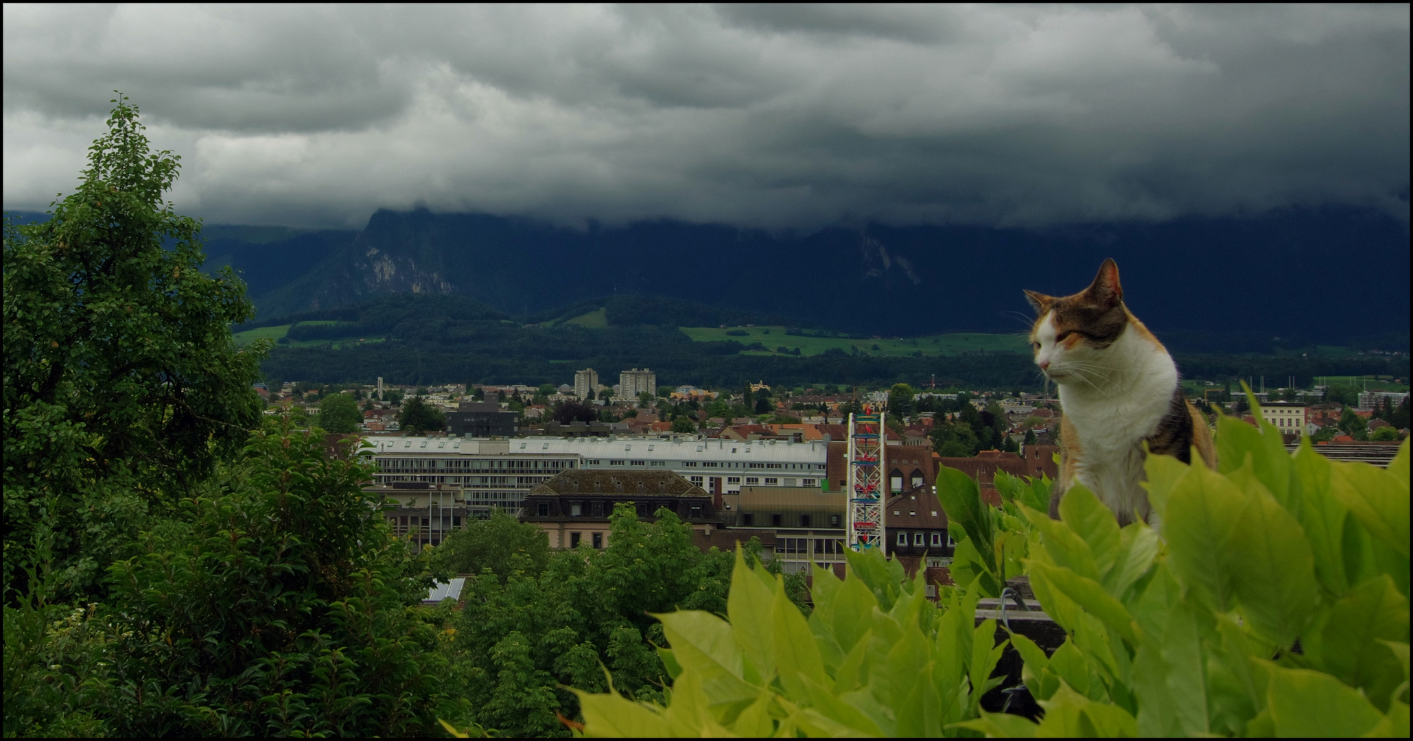 Katze auf dem Dach