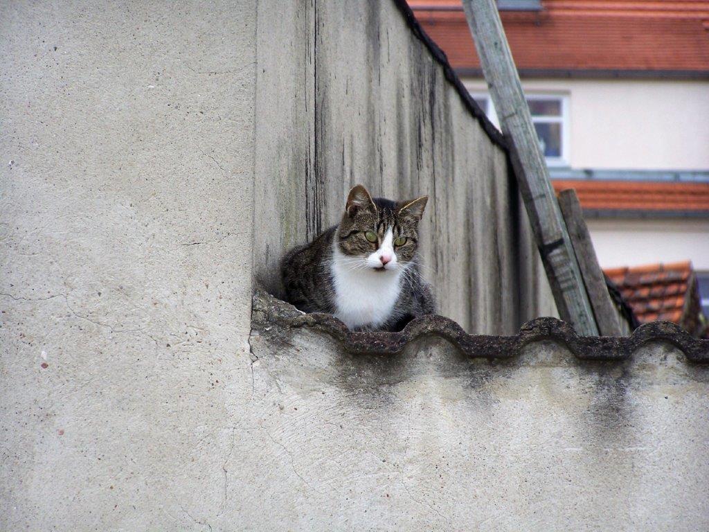 Katze auf dem Dach