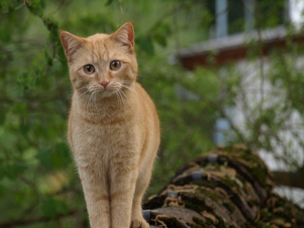 Katze auf dem Dach