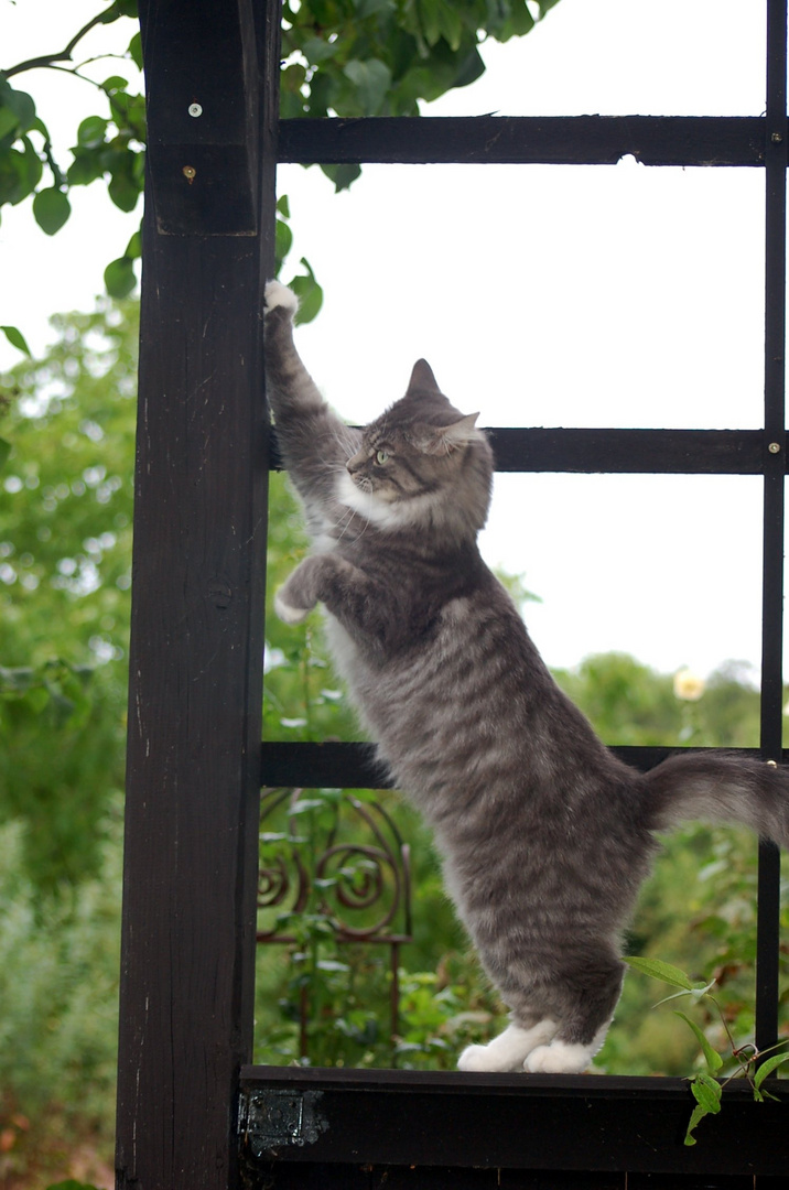 Katze auf dem Deelenhof, Külsheim