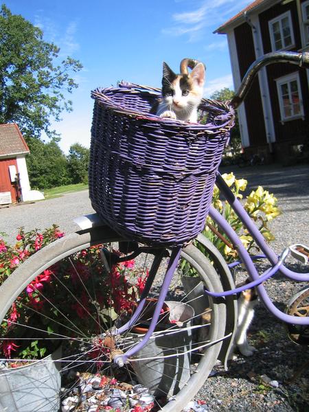 Katze auf dem Fahrrad