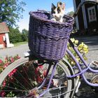 Katze auf dem Fahrrad