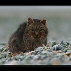 ...Katze auf dem Feld...