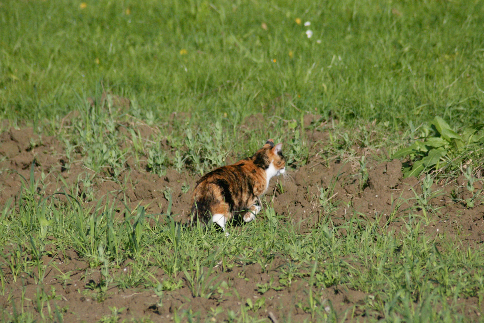 Katze auf dem Feld
