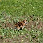 Katze auf dem Feld