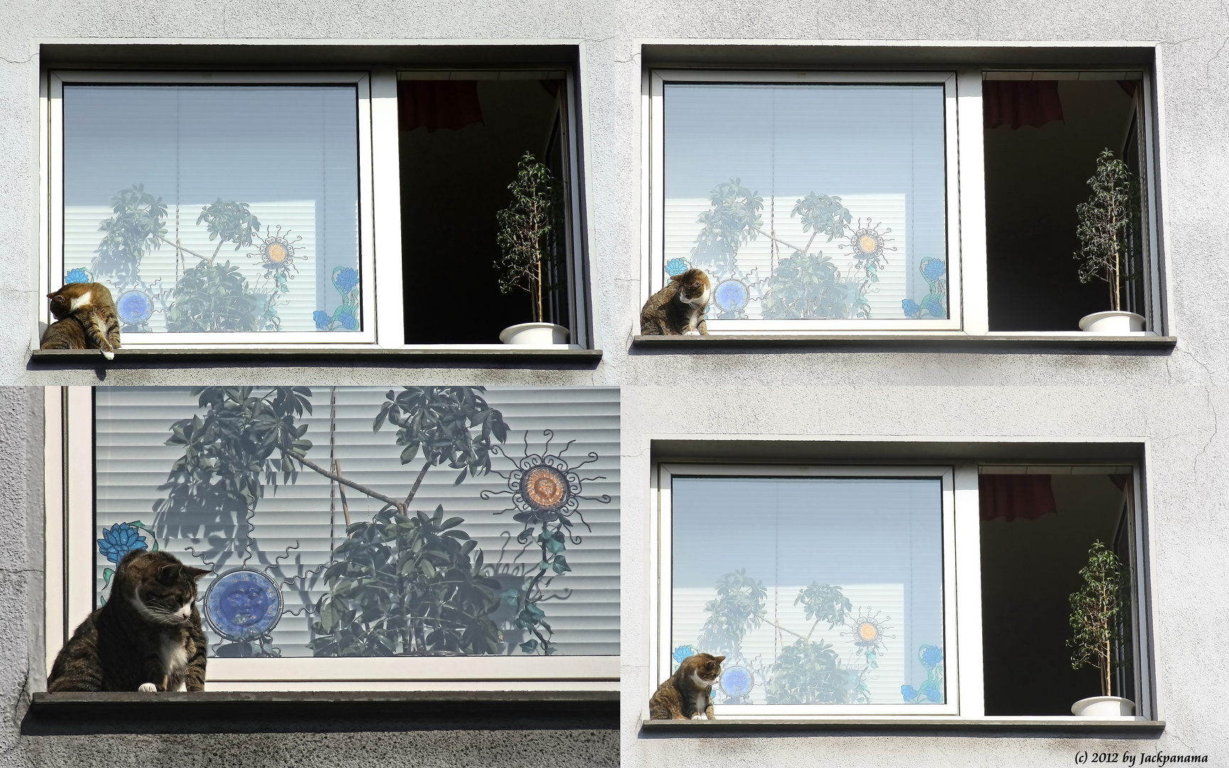 Katze auf dem Fensterbrett im 3. Stock - Neugierig bin ich überhaupt nicht?